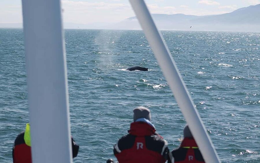 Húsavík: Whale Watching – Family Run with Indoor Seats - Choosing between Vinur and Moby Dick