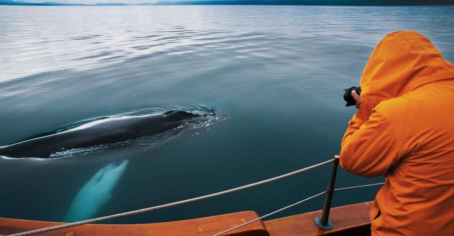 Husavik: Whale Watching on a Carbon Neutral Oak Boat - Key points to know before booking