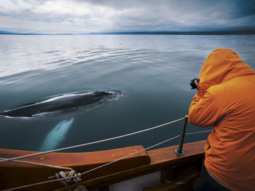 Husavik: Whale Watching on a Carbon Neutral Oak Boat - My booking advice for Húsavík