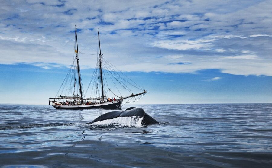 Husavik: Whale Watching on a Carbon Neutral Oak Boat - Why Húsavík is a strong place for whale watching