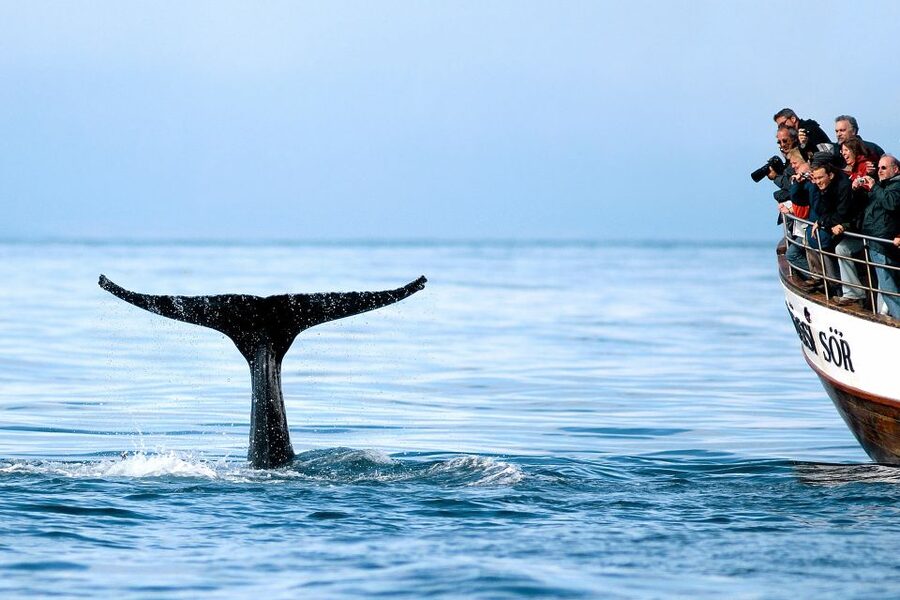 Husavik: Whale Watching on a Carbon Neutral Oak Boat - Three hours searching Skjálfandi Bay