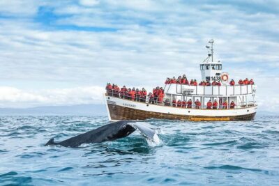 Husavik: Whale Watching on a Carbon Neutral Oak Boat