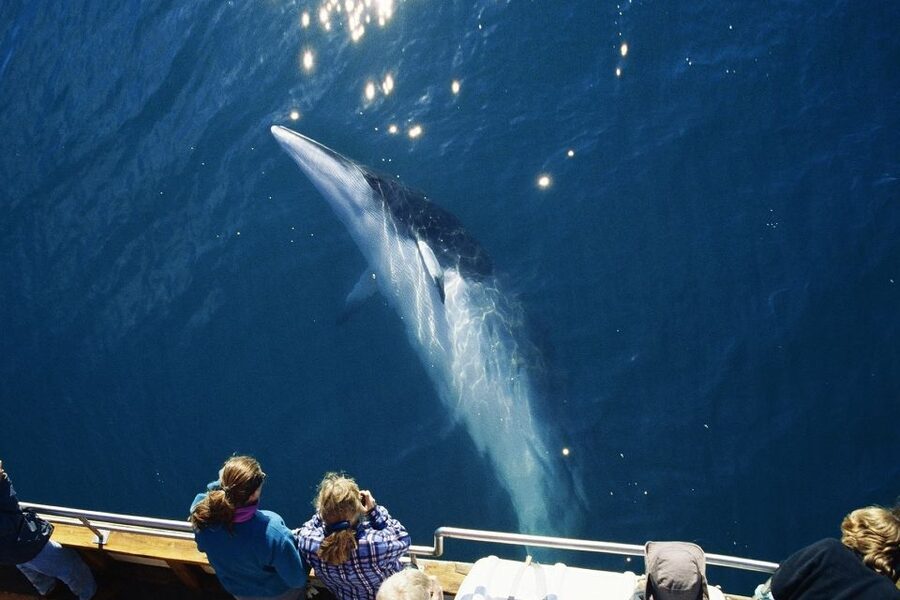 Husavik: Whale Watching on a Carbon Neutral Oak Boat - What you might see, and how to judge the experience