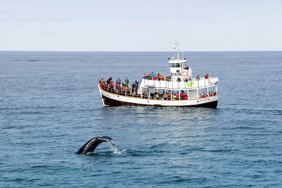 Husavik: Whale Watching on a Carbon Neutral Oak Boat - Warm overalls, cold air, and simple comforts