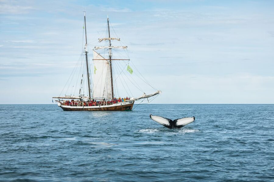 Husavik: Whale Watching on a Carbon Neutral Oak Boat - The value of a $132 whale-watching trip