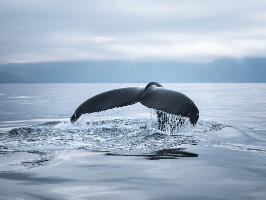 Husavik: Whale Watching on a Carbon Neutral Oak Boat - Who will enjoy this boat trip most?