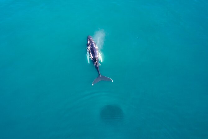 Húsavík Whale Watching Tour, family owned and operated - The guides and the value of expert commentary