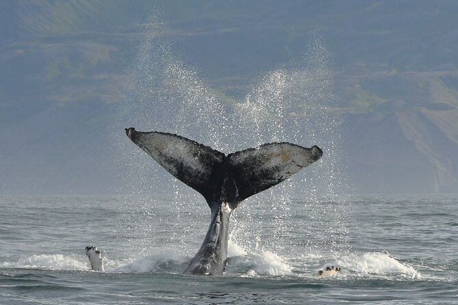 Húsavík Whale Watching Tour, family owned and operated - Boat size, group numbers, and the private-tour question