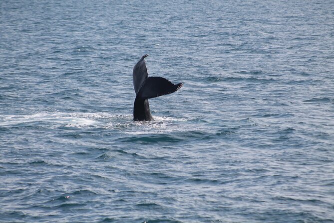 Húsavík Whale Watching Tour, family owned and operated - Akureyri booking requires a transport check
