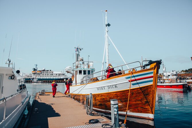 Húsavík Whale Watching Tour, family owned and operated - The wildlife you might see from May through August