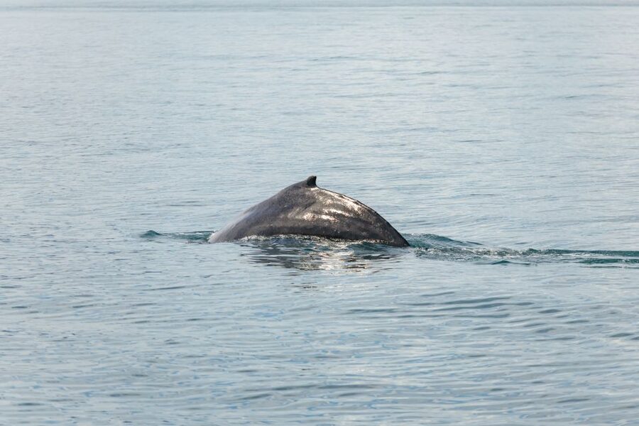 Húsavík: Whale Watching Tour with Guide - Who should book this Húsavík cruise?