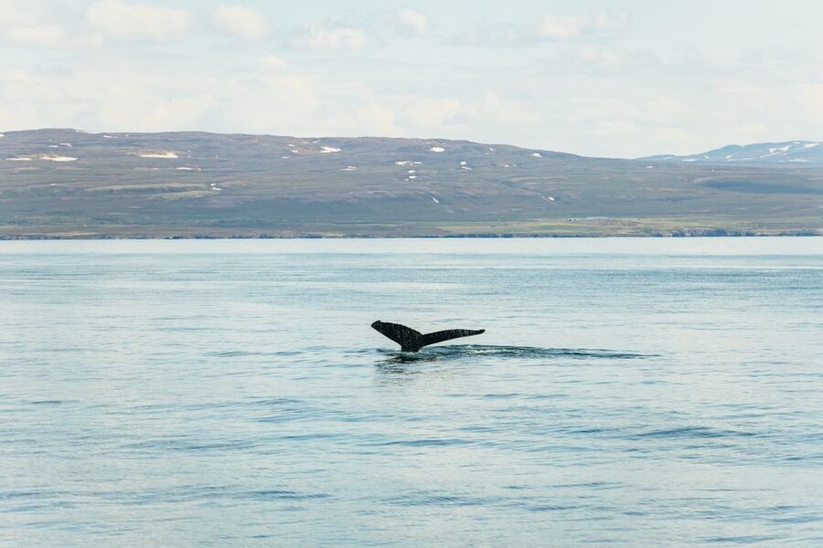 Húsavík: Whale Watching Tour with Guide - The oak boat gives the trip its character