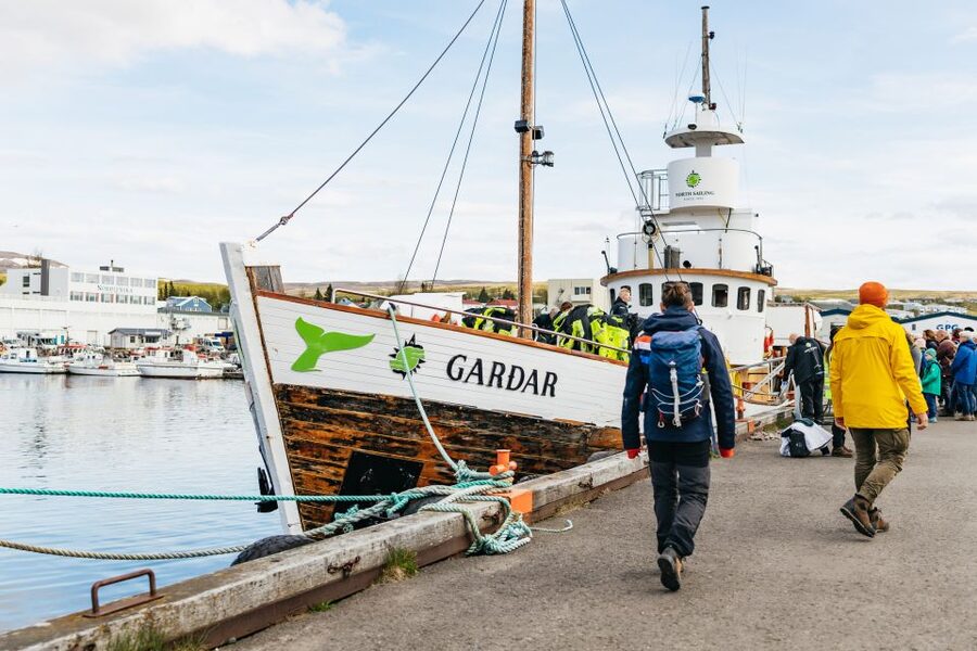 Húsavík: Whale Watching Tour with Guide - Humpbacks, minke whales, dolphins, and more