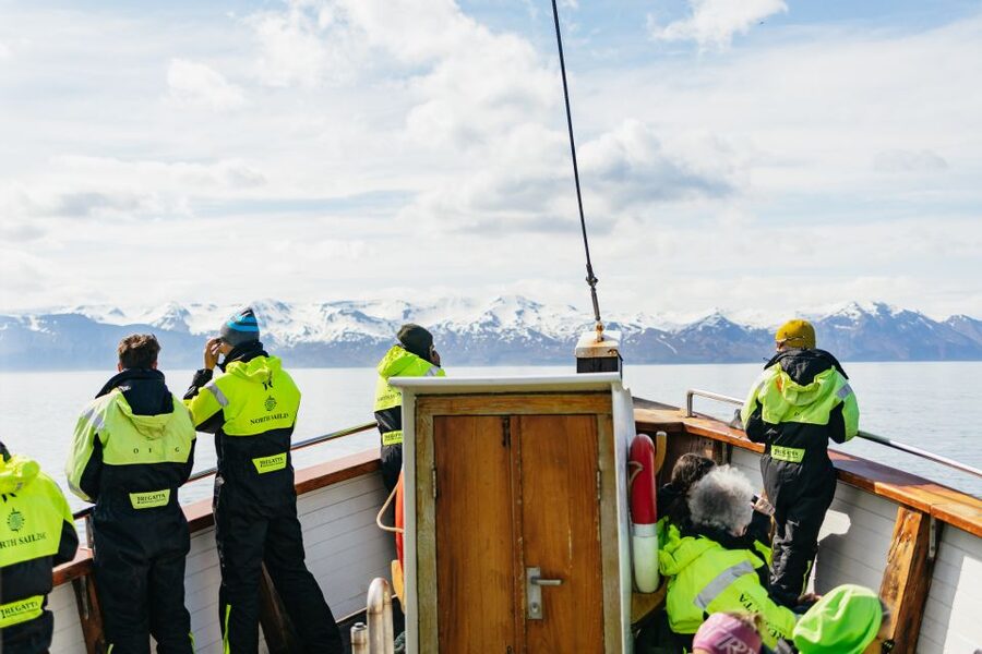 Húsavík: Whale Watching Tour with Guide - Is $115 a fair price?