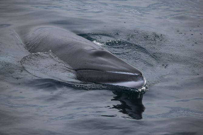 Iceland Super Saver: Northern Lights Cruise plus Whale-Watching Tour from Reykjavik - Two classic Iceland experiences in one package