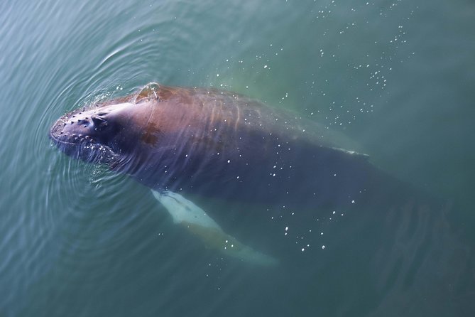 Iceland Super Saver: Northern Lights Cruise plus Whale-Watching Tour from Reykjavik - Whale watching across Faxaflói Bay
