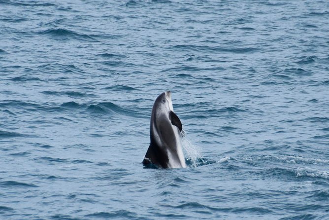 Iceland Super Saver: Northern Lights Cruise plus Whale-Watching Tour from Reykjavik - How good is the value at $186.74?
