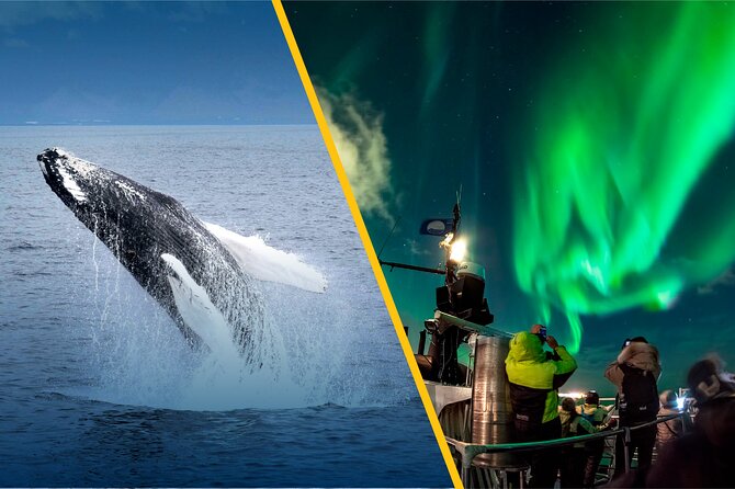 Iceland Super Saver: Northern Lights Cruise plus Whale-Watching Tour from Reykjavik - The biggest risks: weather, sea conditions, and expectations