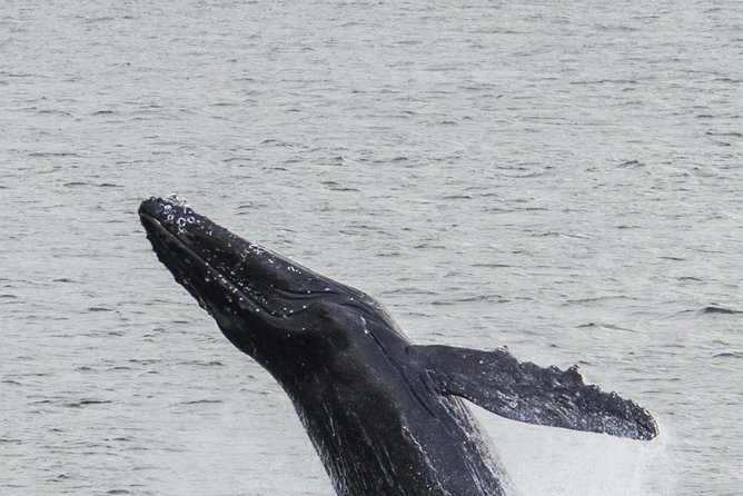 Iceland Super Saver: Northern Lights Cruise plus Whale-Watching Tour from Reykjavik - Who will enjoy this most?