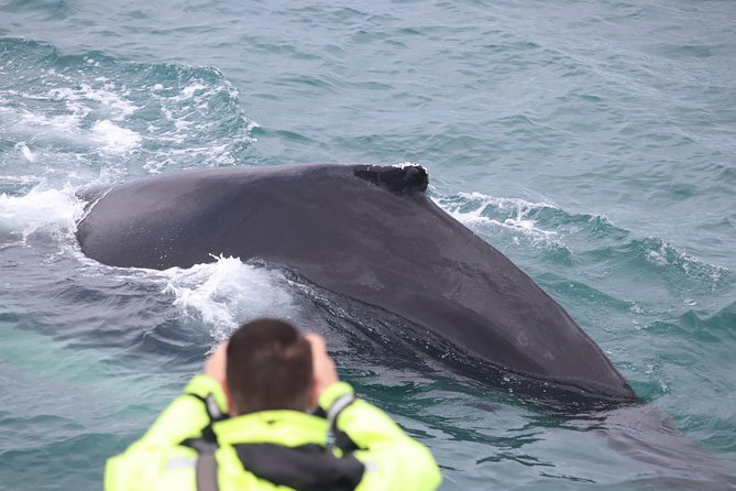 Iceland Super Saver: Northern Lights Cruise plus Whale-Watching Tour from Reykjavik - The Northern Lights cruise from Reykjavik