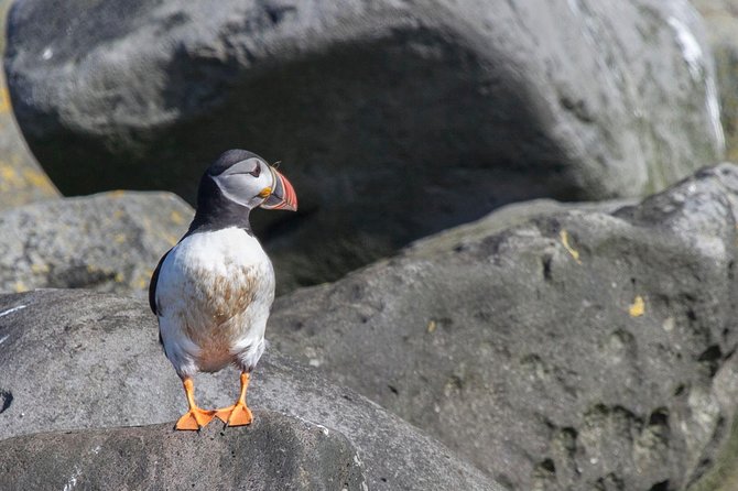 Iceland Super Saver: Puffin Cruise plus Whale-Watching Tour from Reykjavik - Key points before you book