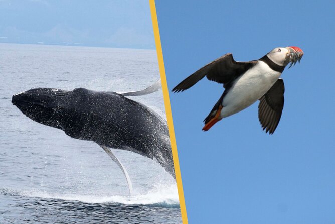 Iceland Super Saver: Puffin Cruise plus Whale-Watching Tour from Reykjavik - Two Reykjavik cruises with two very different moods