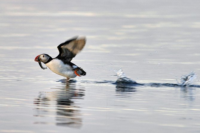 Iceland Super Saver: Puffin Cruise plus Whale-Watching Tour from Reykjavik - Whale watching in Faxafloi Bay