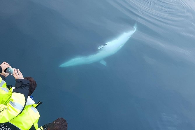 Iceland Super Saver: Puffin Cruise plus Whale-Watching Tour from Reykjavik - Timing, order, and the short break between boats