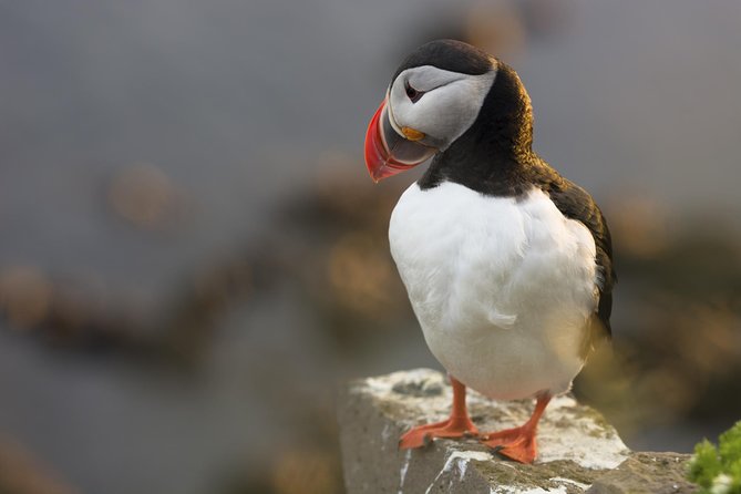 Iceland Super Saver: Puffin Cruise plus Whale-Watching Tour from Reykjavik - Who should book this experience?