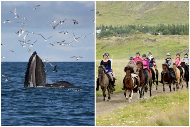 Icelandic Horse Riding and Whale Watching Cruise from Reykjavík - Key points before you book