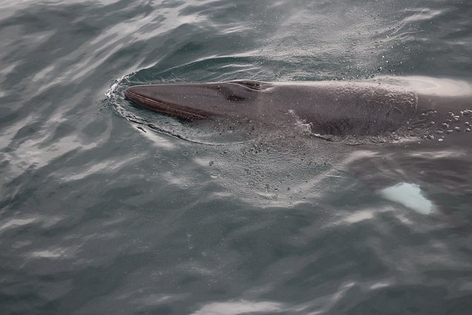 Icelandic Horse Riding and Whale Watching Cruise from Reykjavík - Why this combination works so well