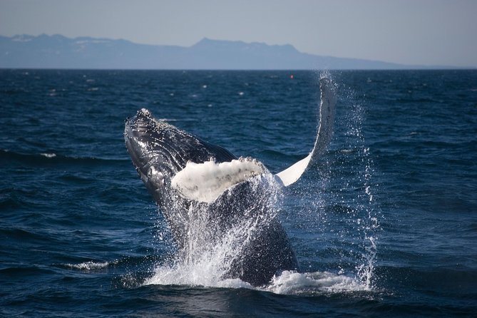 Icelandic Horse Riding and Whale Watching Cruise from Reykjavík - From the countryside to Reykjavík’s Old Harbour