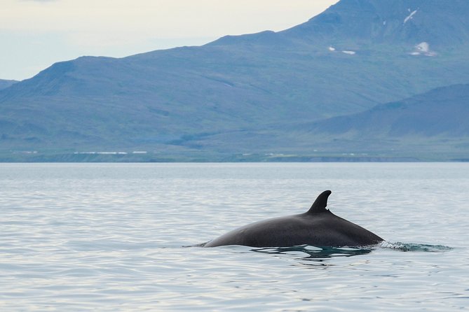 Icelandic Horse Riding and Whale Watching Cruise from Reykjavík - Three hours on Faxaflói Bay
