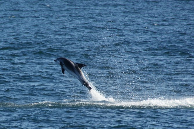 Icelandic Horse Riding and Whale Watching Cruise from Reykjavík - The value of paying $280
