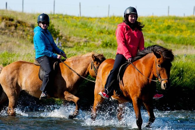 Icelandic Horse Riding and Whale Watching Cruise from Reykjavík - Who should book this tour?