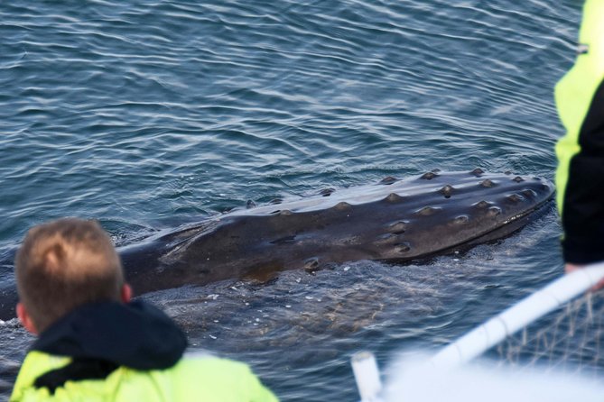 Icelandic Horse Riding and Whale Watching Tour from Reykjavik - The real weakness is weather and timing