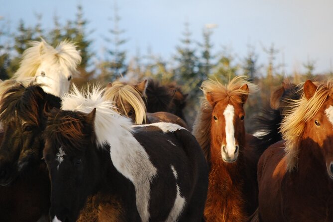Icelandic Horse Riding and Whale Watching Tour from Reykjavik - At Íshestar, meeting the Icelandic horse