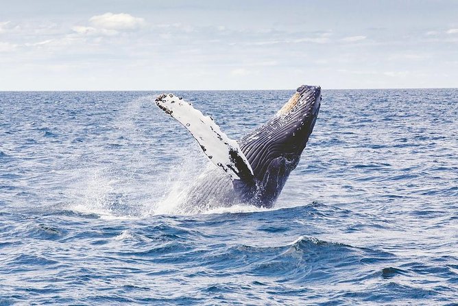 Icy Strait Shore Excursion: Whale Watching Adventure Tour - What makes this Hoonah whale tour worth considering
