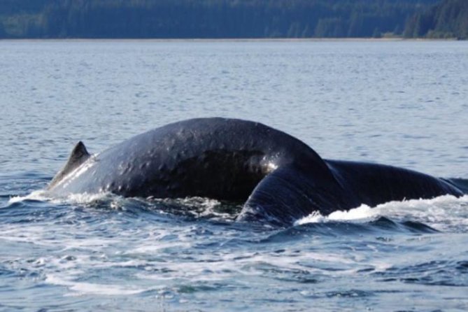 Icy Strait Shore Excursion: Whale Watching Adventure Tour - Leaving Icy Strait Point for Shaman Point