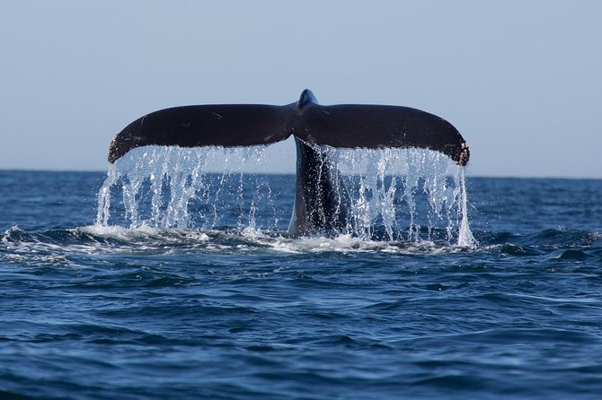 Icy Strait Shore Excursion: Whale Watching Adventure Tour - More than whales on the water