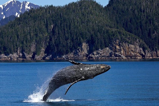 Icy Strait Shore Excursion: Whale Watching Adventure Tour - Why Hoonah attracts humpback whales