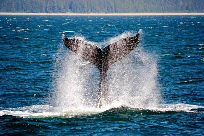 Icy Strait Whale & Wildlife Endeavor - Key points to know before booking