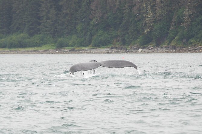 Icy Strait Whale & Wildlife Endeavor - A small boat changes the whole experience