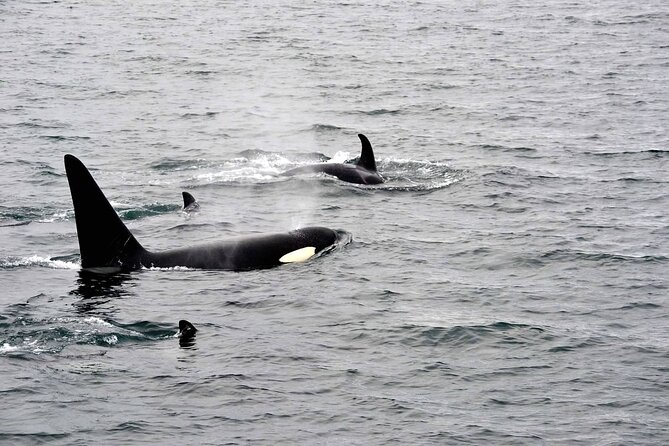 Icy Strait Whale & Wildlife Endeavor - From Hoonah Harbor to the whales