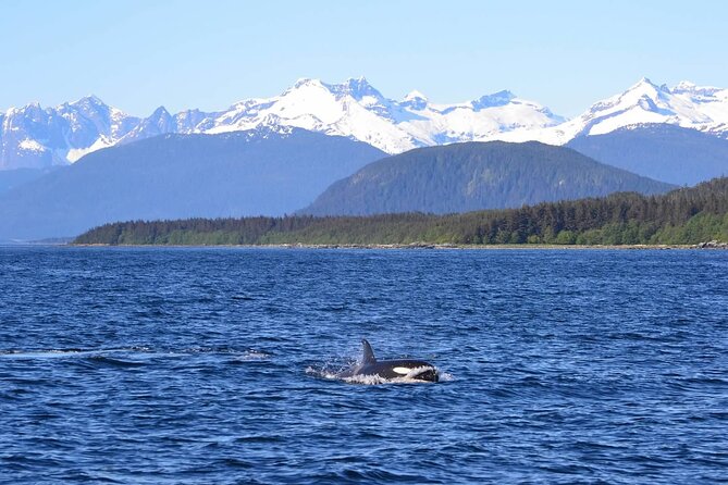 Icy Strait Whale & Wildlife Endeavor - The wildlife list is longer than whales