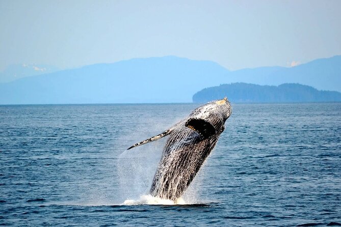 Icy Strait Whale & Wildlife Endeavor - How good is the value at $258?