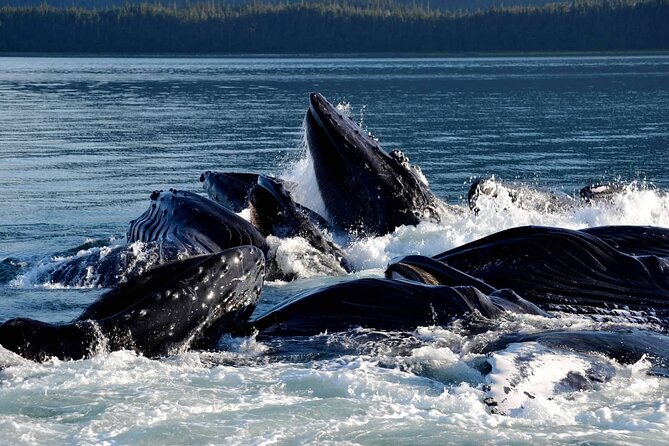 Icy Strait Whale & Wildlife Endeavor - Who should book this Hoonah excursion?