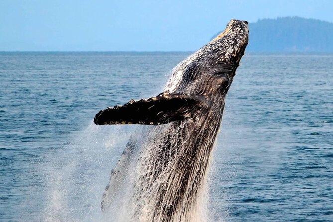 Icy Strait Whale & Wildlife Endeavor - Meeting Captain Seth at the cruise port