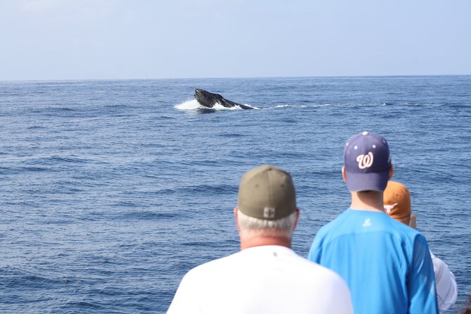 'Imiloa Express Whale Watch and Cocktail Tour - Key details before you book