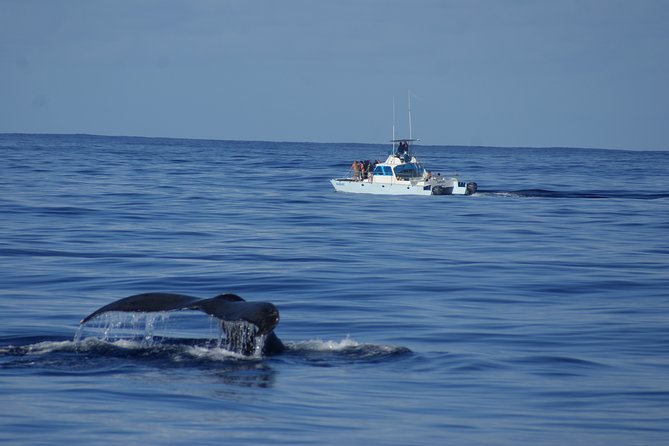 'Imiloa Express Whale Watch and Cocktail Tour - Why this two-hour cruise works well